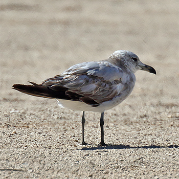 Audouin's Gull