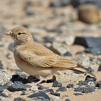Bar-tailed Lark