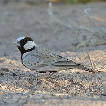 Black-crowned Sparrow-lark