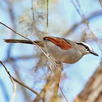 Black-crowned Tchagra
