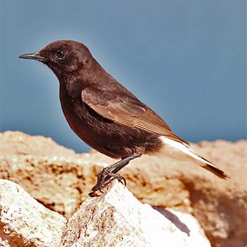 Black Wheatear