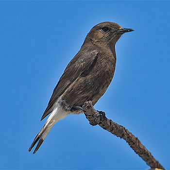 Black Wheatear