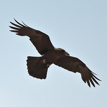 Brown-necked Raven