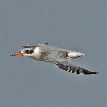Caspian Tern
