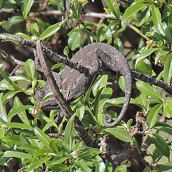 Common Chameleon
