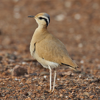 Cream-coloured Courser