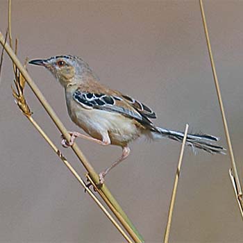 Cricket Longtail