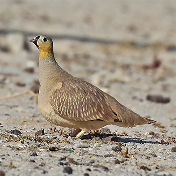 Crowned Sandgrouse
