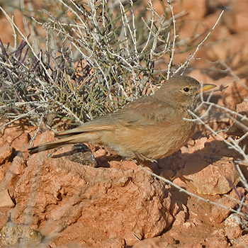 Desert Lark