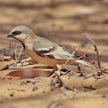 Desert Sparrow