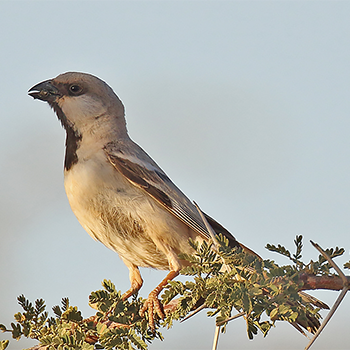 Desert Sparrow