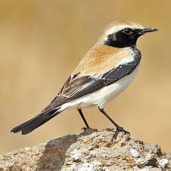 Desert Wheatear