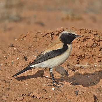 Desert Wheatear