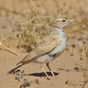 Dunn's Lark