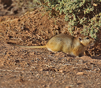 Fat Sand Rat
