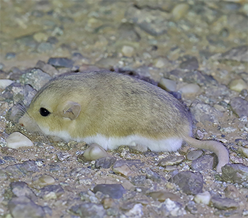 Fat-tailed Gerbil