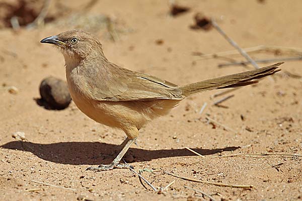 Fulvous Chatterer