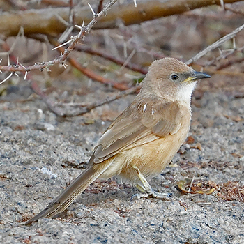 Fulvous Chatterer