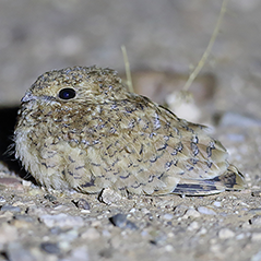 Golden Nightjar