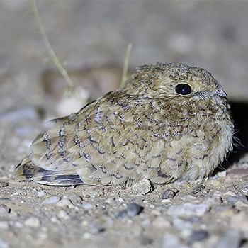 Golden Nightjar