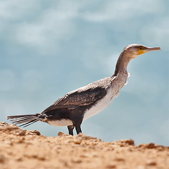 Great (White-breasted) Cormorant
