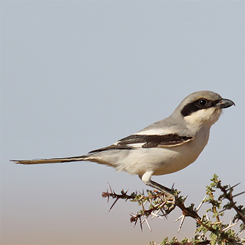Great Grey Shrike