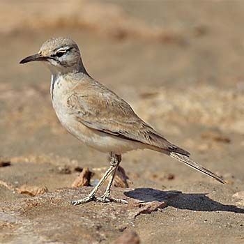 Greater Hoopoe-lark