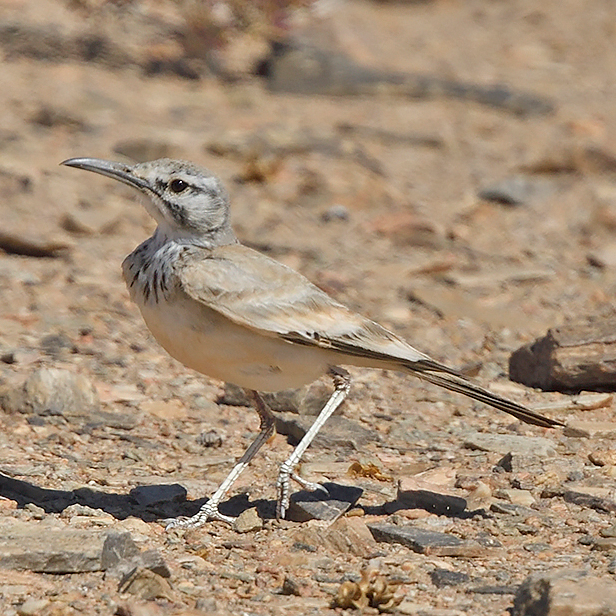 Greater Hoopoe-lark