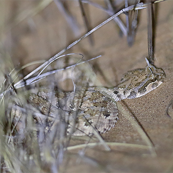 Horned Viper
