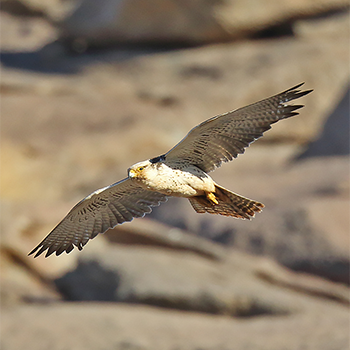 Lanner Falcon