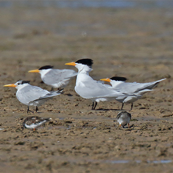 Lesser Crested Tern