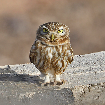 Little Owl