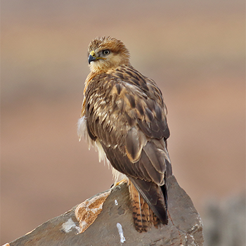 Long-legged Buzzard