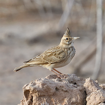 Maghreb Lark