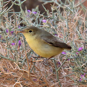 Melodious Warbler