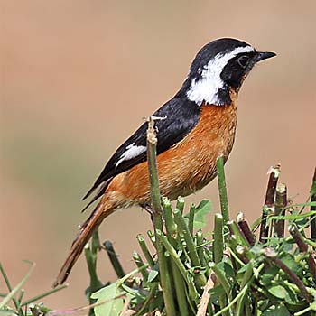Moussier's Redstart