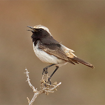 Red-rumped Wheatear