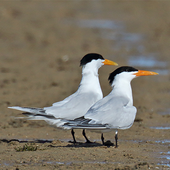 Royal Terns