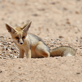 Rüppell's Fox