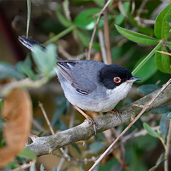 Sardinian Warbler