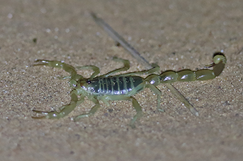 Fat-tailed Scorpion