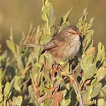Scrub Warbler