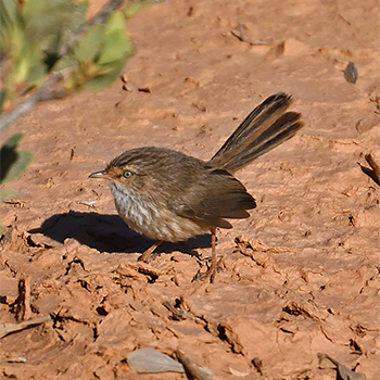 Scrub Warbler