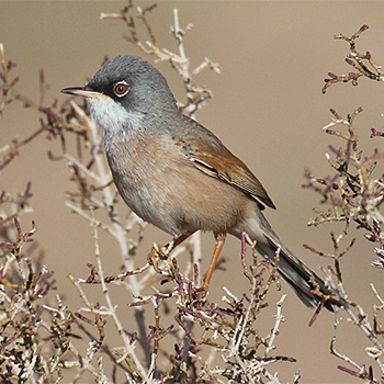 Spectacled Warbler