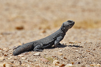 Spiny-tailed Lizard