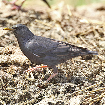 Spotless Starling