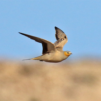 Spotted Sandgrouse