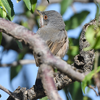 Western Subalpine Warbler