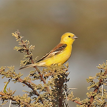 Sudan Golden Sparrow