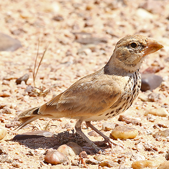 Thick-billed Lark